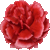 Carnation thumbnail