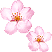 サクラの花・アイコン
