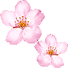 桜・あいこん