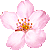 桜（サクラ）／アイコン