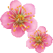 ウメの花・アイコン