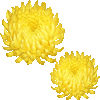 菊・あいこん