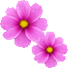 秋桜・アイコン
