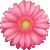 Gerbera thumbnail