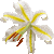 Gold-banded Lily thumbnail