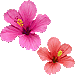 ハイビスカスの花・アイコン