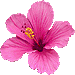 ハイビスカスの花のアイコン