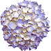 アジサイの花のアイコン