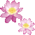 蓮の花のサムネイル