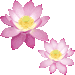はすの花・アイコン