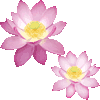 蓮の花・あいこん