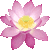 Indian Lotus, Sacred Lotus thumbnail