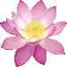 ハスの花のアイコン