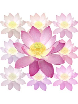 ポスカ・ハスの花／条件付フリー素材