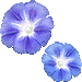アサガオの花・アイコン