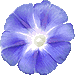 朝顔の花のアイコン
