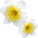 水仙の花・アイコン