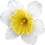 Narcissus thumbnail