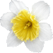 スイセンの花のアイコン