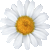 Marguerite, Oxeye Daisy thumbnail