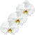 胡蝶蘭のサムネイル