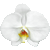 Moth Orchid, Phalaenopsis thumbnail