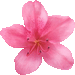 ツツジの花のアイコン