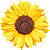 Sunflower thumbnail
