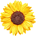 ヒマワリの花のアイコン