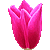 Tulip thumbnail