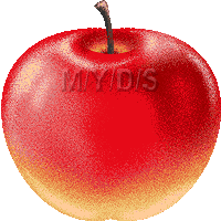 赤りんごのイラスト／フリー素材（条件付）