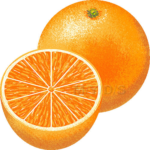 バレンシアオレンジのイラスト／条件付フリー素材集