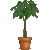 Pachira Aquatica thumbnail