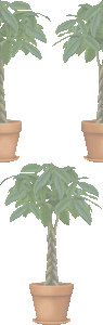 パキラの壁紙／非営利無料イラスト