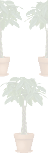 パキラの壁紙／条件付きフリー画像
