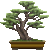 Bonsai thumbnail