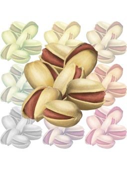 ピスタチオのポストカード／無料イラスト