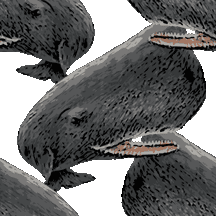 145 リアルマッコウクジラの携帯壁紙