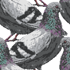 142 リアル鳩の携帯壁紙