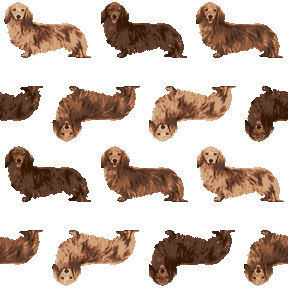 009 三色ダックスフンドの携帯背景画像