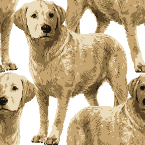 332 リアルラブラドールの携帯背景画像