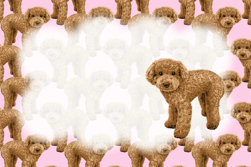 リアルなプードル＜犬・戌年（いぬどし）のポストカードイラスト・無料